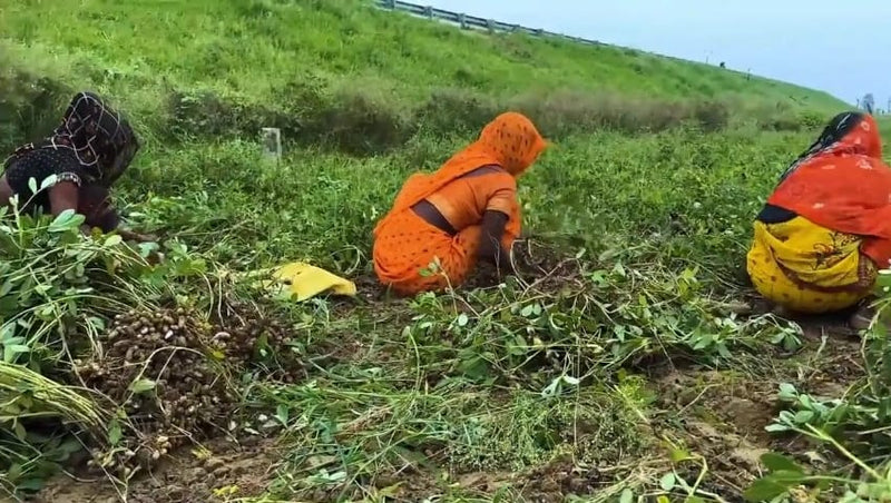 Handpicked With Care